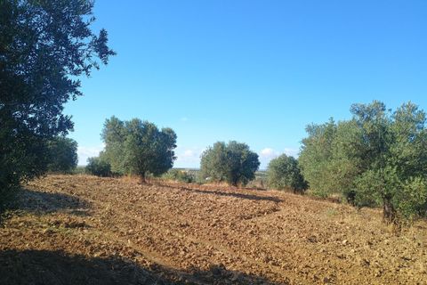 Terra a Niebla, Huelva, Niebla - € 77.730 | Ref: 14287-MLZ/2912 - foto 3