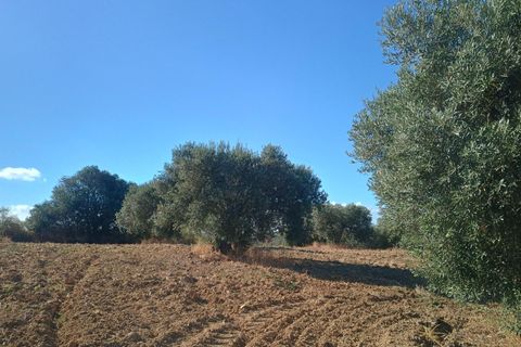 Terra a Niebla, Huelva, Niebla - € 77.730 | Ref: 14287-MLZ/2912 - foto 4