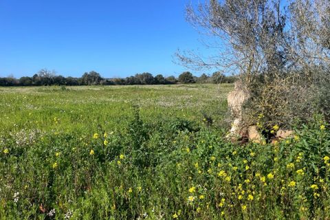 Helårsgrund i Campos, Mallorca, Campos - € 235.000 | Ref: SH-1800 - foto 2
