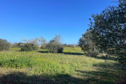 Helårsgrund i Campos, Mallorca, Campos - € 235.000 | Ref: SH-1800 - foto 7