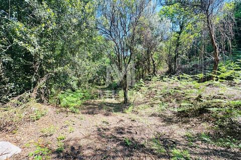 Farm i Guimaraes, Braga, Guimaraes - € 199.000 | Ref: G956 - foto 13