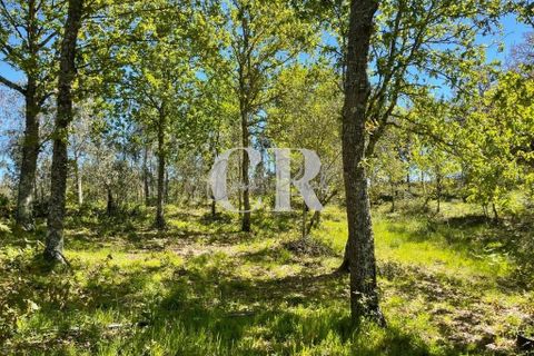 Gård i Lousa, Coimbra, Lousa - € 250 000 | Ref: CR0779 - foto 47
