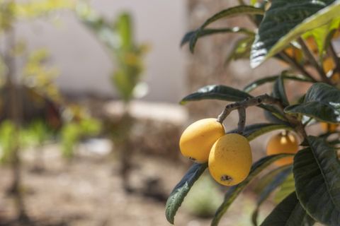 Landejendom i Llubi, Mallorca, Llubi - € 498.000 | Ref: 6276 - foto 2