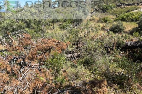 Grond in Castelo Branco, Castelo Branco, Castelo Branco - € 6.000 | Ref: 5561/AC-FA - foto 12