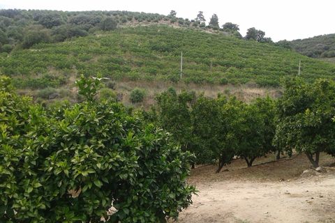 Villa en Vila Flor, Braganca, Vila Flor - € 1.250.000 | Ref: L-11/132 - photo 3