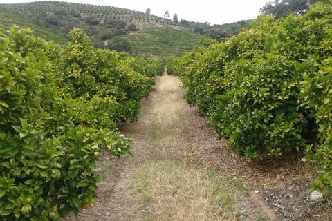 Villa en Vila Flor, Braganca, Vila Flor - € 1.250.000 | Ref: L-11/132 - photo 4