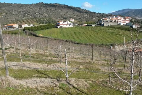 Villa en Vila Flor, Braganca, Vila Flor - € 1.250.000 | Ref: L-11/132 - photo 6