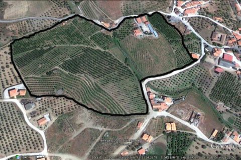 Villa en Vila Flor, Braganca, Vila Flor - € 1.250.000 | Ref: L-11/132 - photo 9