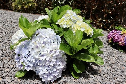 Villa i Santana, Madeira, Santana - € 650.000 | Ref: CAS_580 - foto 49