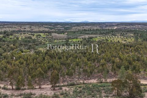 Terra a Gaviao, Portalegre, Gaviao - € 26.900 | Ref: FG644 - foto 2
