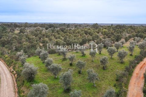 Terra a Gaviao, Portalegre, Gaviao - € 26.900 | Ref: FG644 - foto 3