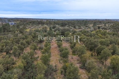Terra a Gaviao, Portalegre, Gaviao - € 26.900 | Ref: FG644 - foto 4