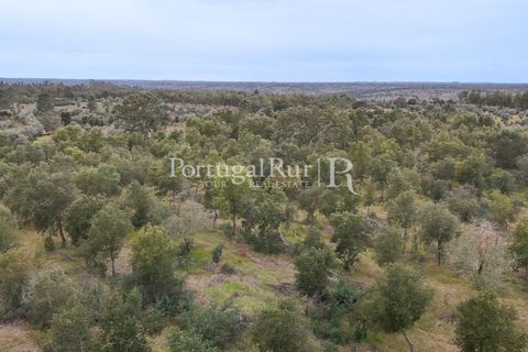 Terra a Gaviao, Portalegre, Gaviao - € 26.900 | Ref: FG644 - foto 5