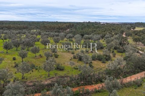 Terra a Gaviao, Portalegre, Gaviao - € 26.900 | Ref: FG644 - foto 6