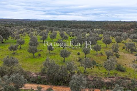 Terra a Gaviao, Portalegre, Gaviao - € 26.900 | Ref: FG644 - foto 7