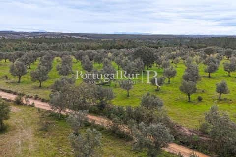 Terra a Gaviao, Portalegre, Gaviao - € 26.900 | Ref: FG644 - foto 8