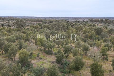 Terra a Gaviao, Portalegre, Gaviao - € 26.900 | Ref: FG644 - foto 9