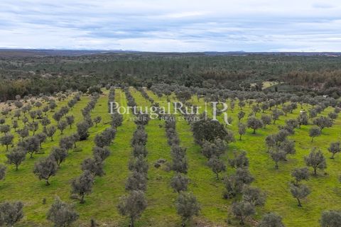 Terra a Gaviao, Portalegre, Gaviao - € 26.900 | Ref: FG644 - foto 10