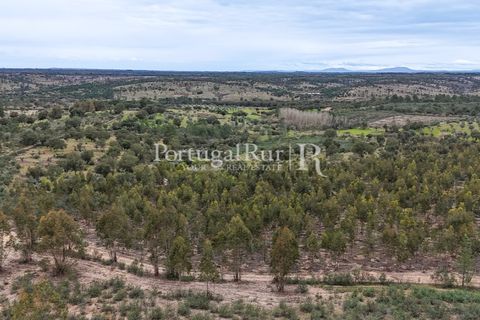 Terra a Gaviao, Portalegre, Gaviao - € 26.900 | Ref: FG644 - foto 12