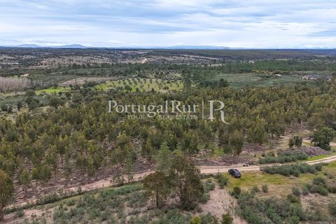 Terra a Gaviao, Portalegre, Gaviao - € 26.900 | Ref: FG644 - foto 13