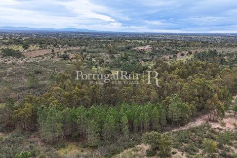 Terra a Gaviao, Portalegre, Gaviao - € 26.900 | Ref: FG644 - foto 14