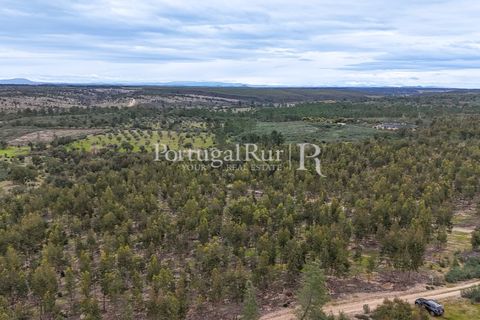 Terra a Gaviao, Portalegre, Gaviao - € 26.900 | Ref: FG644 - foto 15