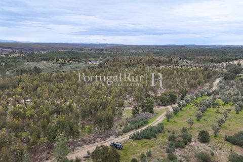 Terra a Gaviao, Portalegre, Gaviao - € 26.900 | Ref: FG644 - foto 16