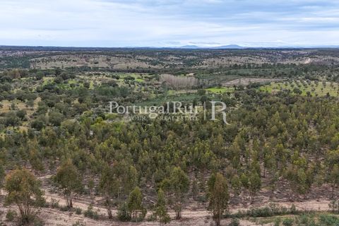Terra a Gaviao, Portalegre, Gaviao - € 26.900 | Ref: FG644 - foto 17