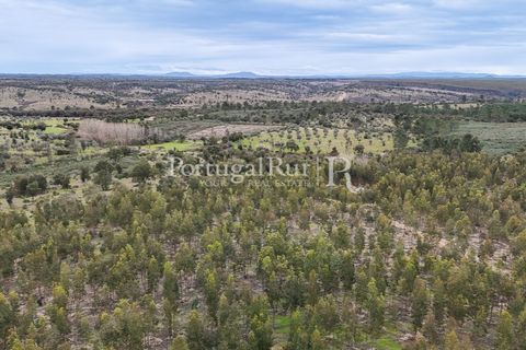 Terra a Gaviao, Portalegre, Gaviao - € 26.900 | Ref: FG644 - foto 18