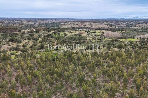 Terra a Gaviao, Portalegre, Gaviao - € 26.900 | Ref: FG644 - foto 19