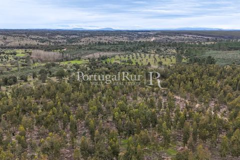 Terra a Gaviao, Portalegre, Gaviao - € 26.900 | Ref: FG644 - foto 20