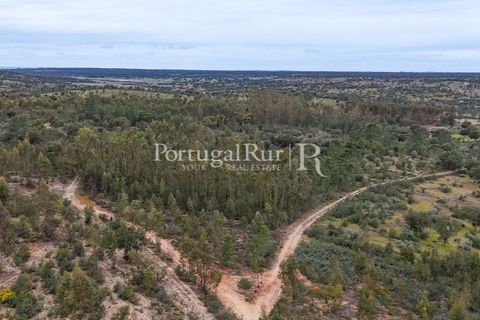 Terra a Gaviao, Portalegre, Gaviao - € 26.900 | Ref: FG644 - foto 21