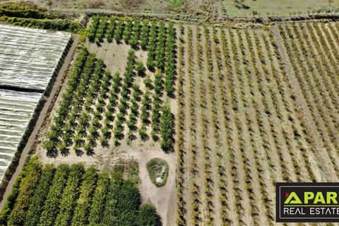Villa i Canicatti, Agrigento, Canicatti - € 380.000 | Ref: 87129648 - foto 22