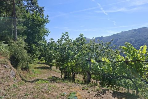 Villa i Ponte da Barca, Viana do Castelo, Ponte da Barca - € 250.000 | Ref: AVV-011-051 - foto 17