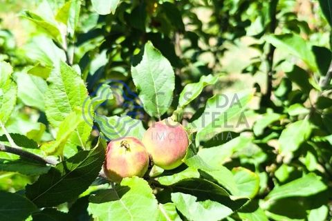 Helårsgrund i Fundao, Castelo Branco, Fundao - € 78.000 | Ref: 1132981 - foto 17