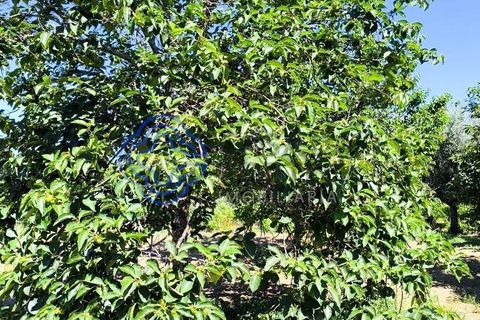 Helårsgrund i Fundao, Castelo Branco, Fundao - € 78.000 | Ref: 1132981 - foto 25