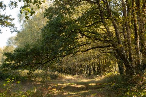 Landejendom i Samos, Lugo, Samos - € 495.000 | Ref: 2284 - foto 31
