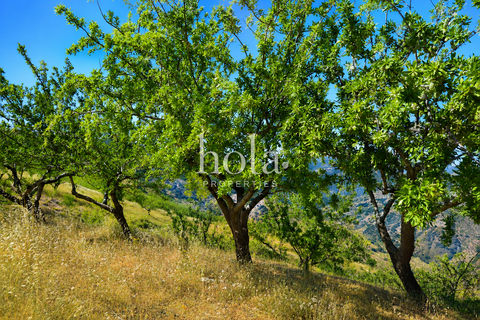 Landejendom i Torvizcon, Granada, Torvizcon - € 110.000 | Ref: LLW-Cortijo Durazno - foto 19