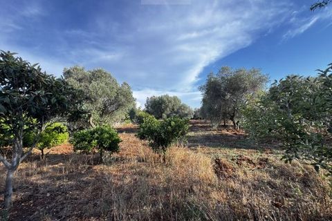 Landejendom i Carovigno, Brindisi, Carovigno - € 235.000 | Ref: villa V7 - foto 30