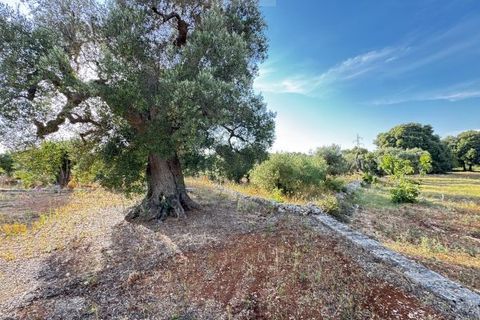 Landejendom i Carovigno, Brindisi, Carovigno - € 235.000 | Ref: villa V7 - foto 36