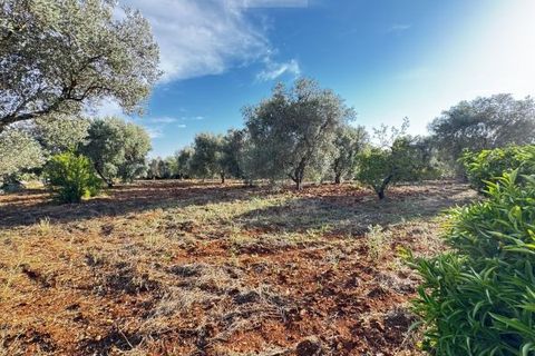 Landejendom i Carovigno, Brindisi, Carovigno - € 235.000 | Ref: villa V7 - foto 34