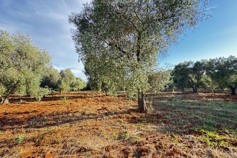 Landejendom i Carovigno, Brindisi, Carovigno - € 235.000 | Ref: villa V7 - foto 29