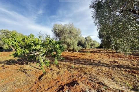 Landejendom i Carovigno, Brindisi, Carovigno - € 235.000 | Ref: villa V7 - foto 27