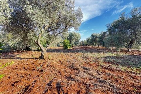 Landejendom i Carovigno, Brindisi, Carovigno - € 235.000 | Ref: villa V7 - foto 33