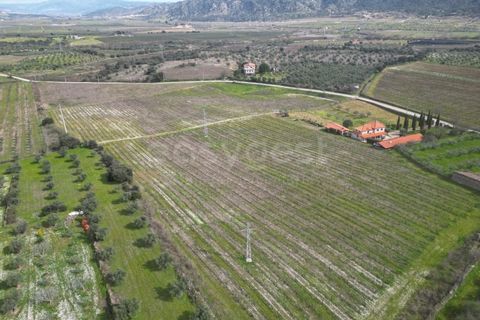 Grond in Torre de Moncorvo, Braganca, Torre de Moncorvo - € 236.000 | Ref: BG99521MG - foto 4