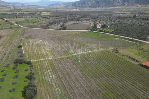 Grond in Torre de Moncorvo, Braganca, Torre de Moncorvo - € 236.000 | Ref: BG99521MG - foto 5