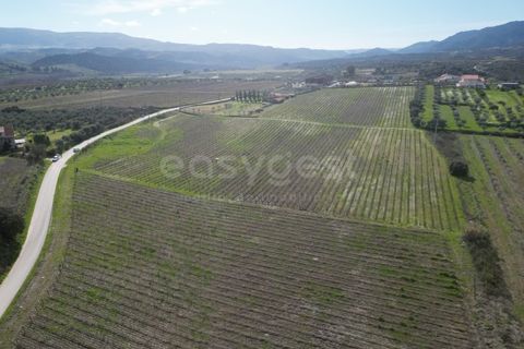 Grond in Torre de Moncorvo, Braganca, Torre de Moncorvo - € 236.000 | Ref: BG99521MG - foto 8