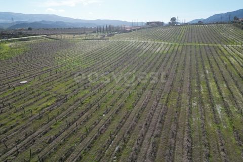 Grond in Torre de Moncorvo, Braganca, Torre de Moncorvo - € 236.000 | Ref: BG99521MG - foto 9