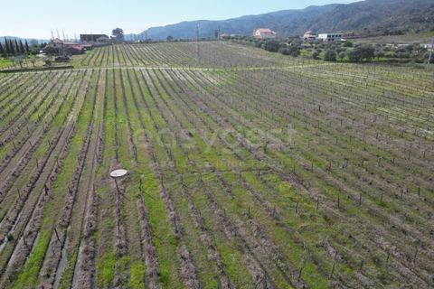 Grond in Torre de Moncorvo, Braganca, Torre de Moncorvo - € 236.000 | Ref: BG99521MG - foto 10