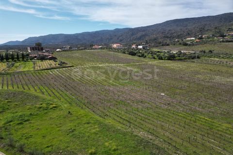 Grond in Torre de Moncorvo, Braganca, Torre de Moncorvo - € 236.000 | Ref: BG99521MG - foto 12